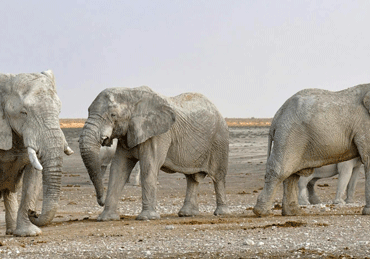 Elephants Hearding