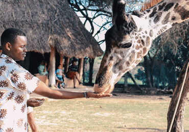 Feed Giraffe