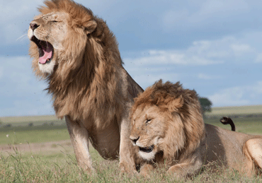 Lions of Tsavo